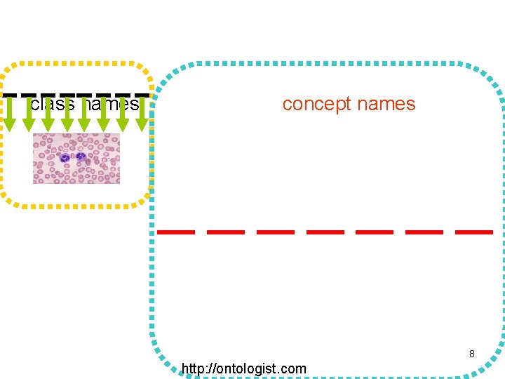 class names concept names 8 http: //ontologist. com 