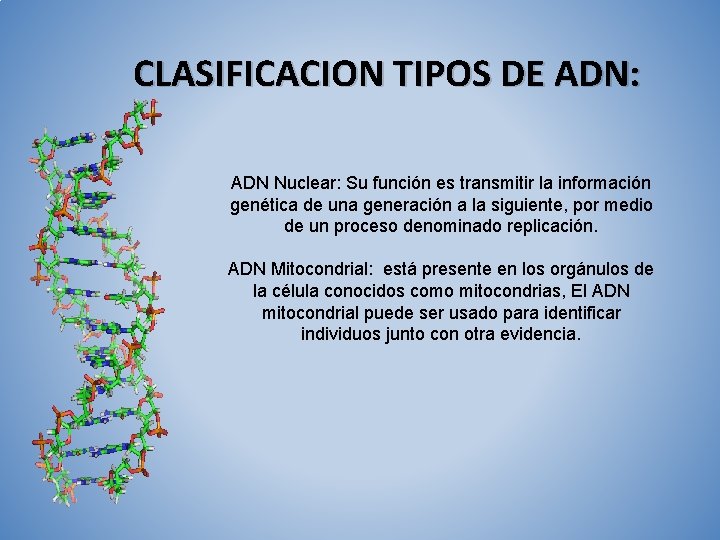 CLASIFICACION TIPOS DE ADN: ADN Nuclear: Su función es transmitir la información genética de