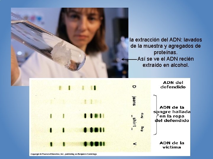 la extracción del ADN: lavados de la muestra y agregados de proteínas. Así se