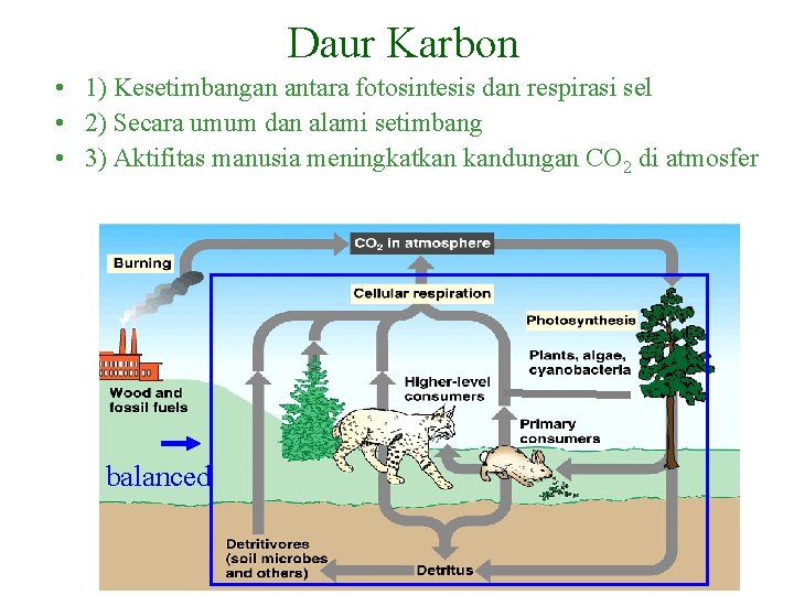 Daur Karbon • 1) Kesetimbangan antara fotosintesis dan respirasi sel • 2) Secara umum