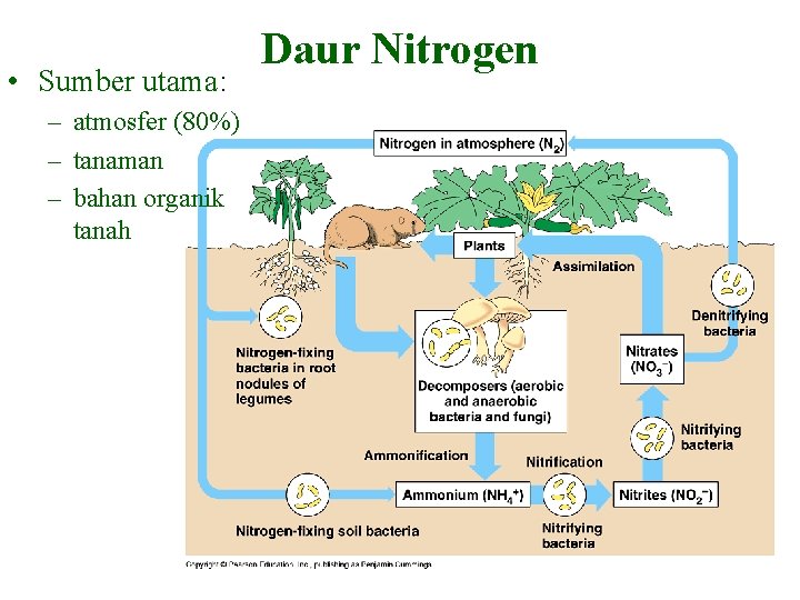  • Sumber utama: – atmosfer (80%) – tanaman – bahan organik tanah Daur