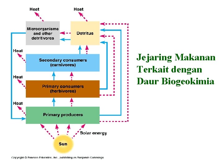 Jejaring Makanan Terkait dengan Daur Biogeokimia 