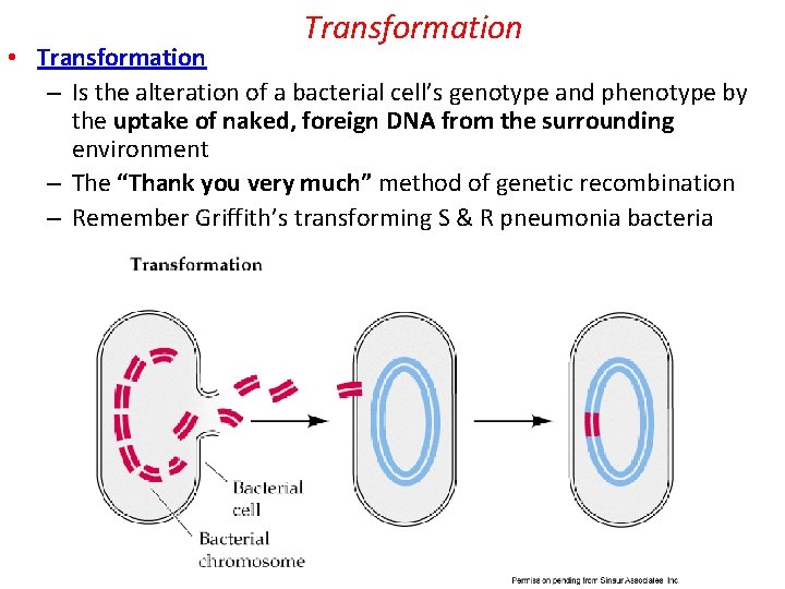 Transformation • Transformation – Is the alteration of a bacterial cell’s genotype and phenotype