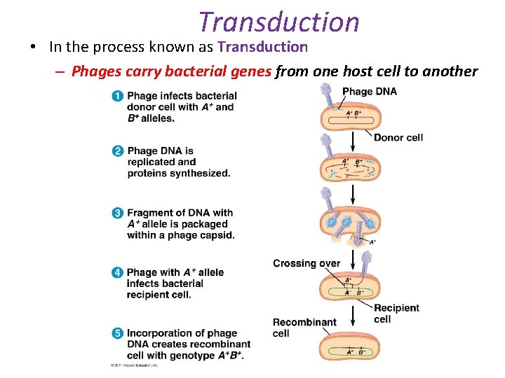 Transduction • In the process known as Transduction – Phages carry bacterial genes from