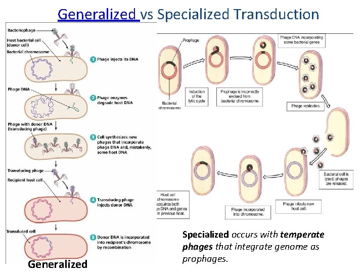 Generalized vs Specialized Transduction Generalized Specialized occurs with temperate phages that integrate genome as