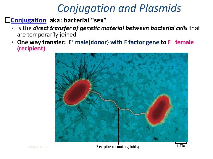 Conjugation and Plasmids �Conjugation aka: bacterial “sex” ◦ Is the direct transfer of genetic