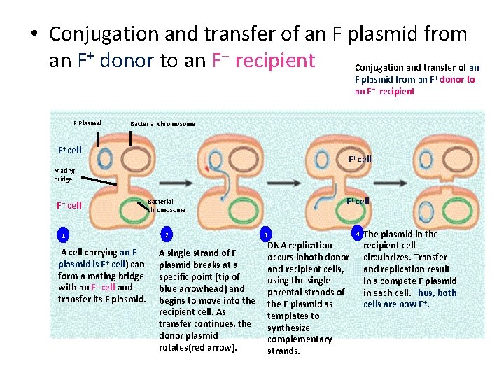  • Conjugation and transfer of an F plasmid from an F+ donor to
