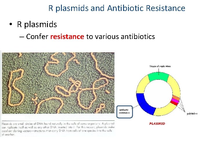 R plasmids and Antibiotic Resistance • R plasmids – Confer resistance to various antibiotics
