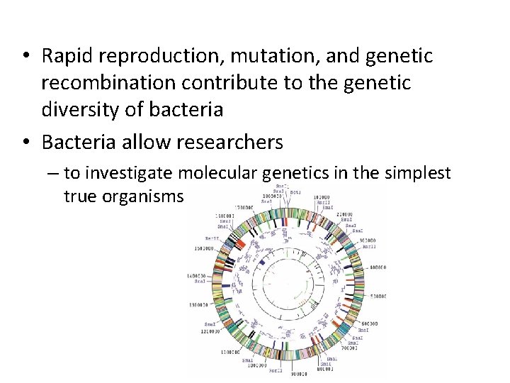  • Rapid reproduction, mutation, and genetic recombination contribute to the genetic diversity of