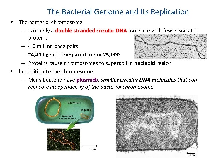The Bacterial Genome and Its Replication • The bacterial chromosome – Is usually a