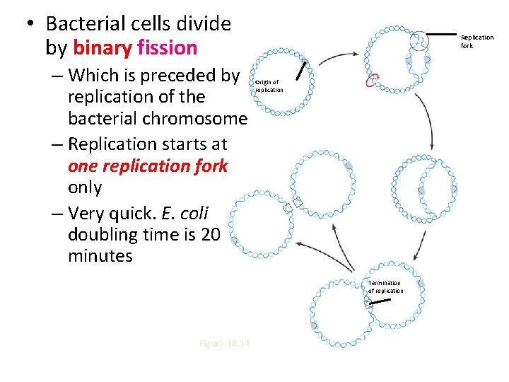  • Bacterial cells divide by binary fission – Which is preceded by replication