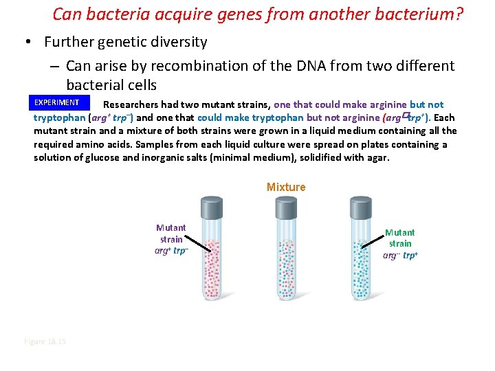 Can bacteria acquire genes from another bacterium? • Further genetic diversity – Can arise