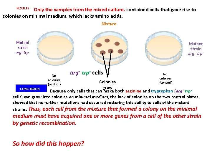 RESULTS Only the samples from the mixed culture, contained cells that gave rise to