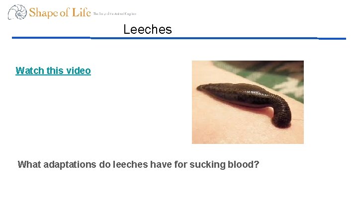 Leeches Watch this video What adaptations do leeches have for sucking blood? 