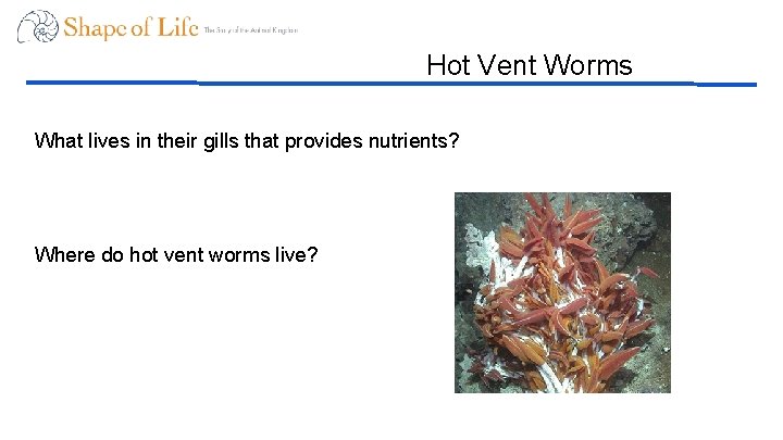 Hot Vent Worms What lives in their gills that provides nutrients? Where do hot