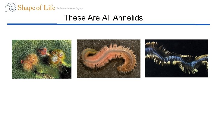 These Are All Annelids 