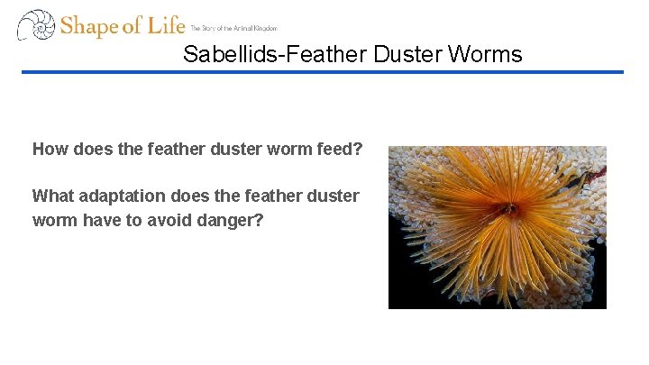 Sabellids-Feather Duster Worms How does the feather duster worm feed? What adaptation does the