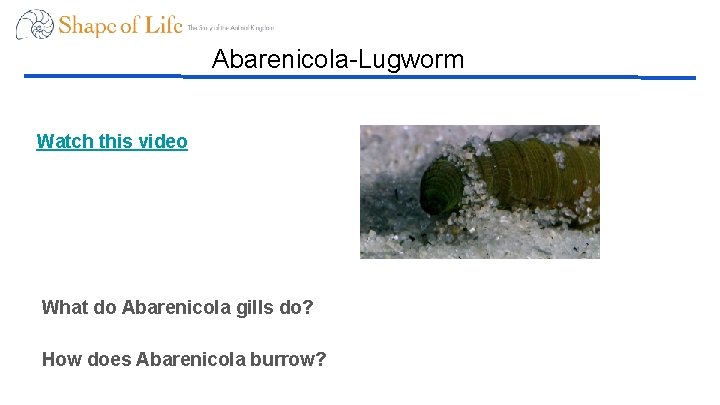 Abarenicola-Lugworm Watch this video What do Abarenicola gills do? How does Abarenicola burrow? 