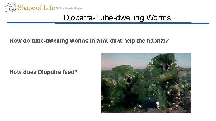 Diopatra-Tube-dwelling Worms How do tube-dwelling worms in a mudflat help the habitat? How does