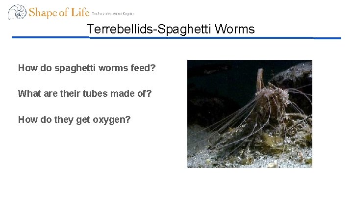Terrebellids-Spaghetti Worms How do spaghetti worms feed? What are their tubes made of? How