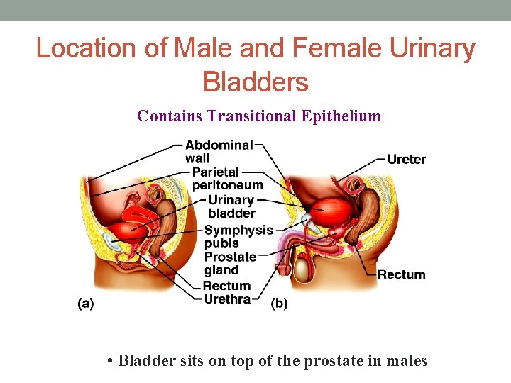 Location of Male and Female Urinary Bladders Contains Transitional Epithelium • Bladder sits on