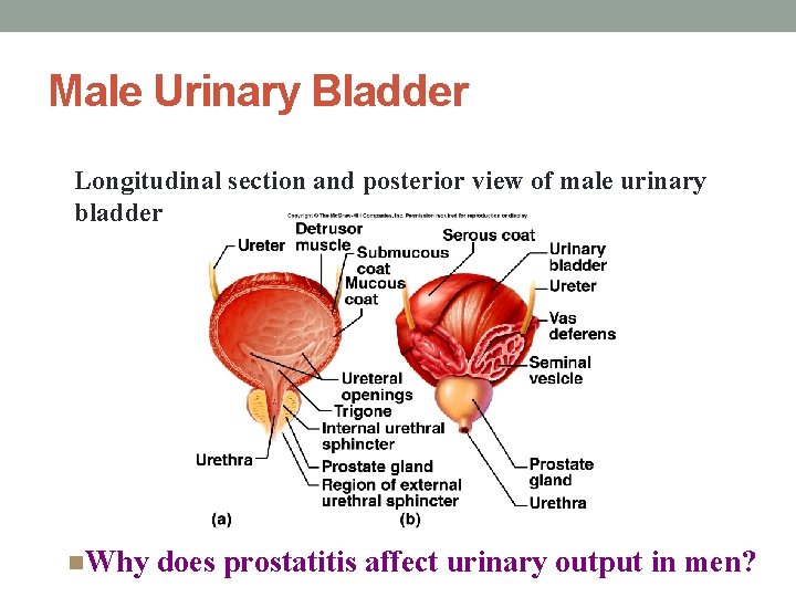 Male Urinary Bladder Longitudinal section and posterior view of male urinary bladder n. Why