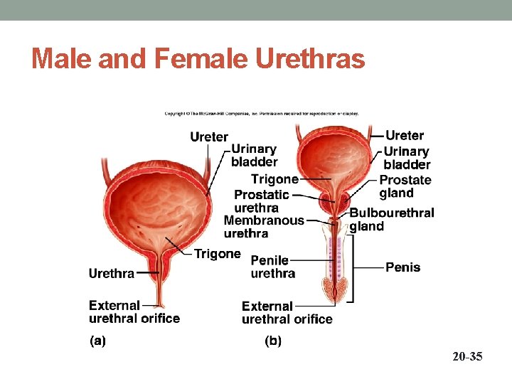 Male and Female Urethras 20 -35 