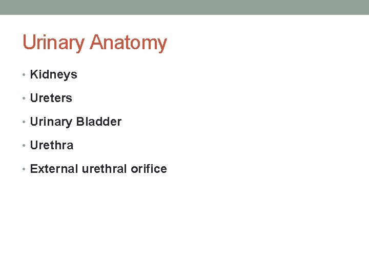 Urinary Anatomy • Kidneys • Ureters • Urinary Bladder • Urethra • External urethral