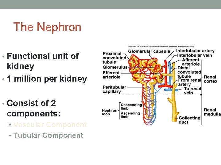 The Nephron • Functional unit of kidney • 1 million per kidney • Consist