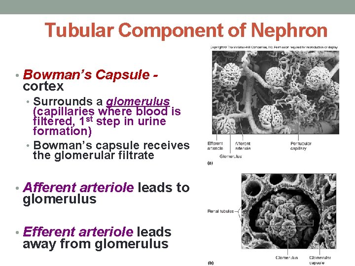 Tubular Component of Nephron • Bowman’s Capsule - cortex • Surrounds a glomerulus (capillaries