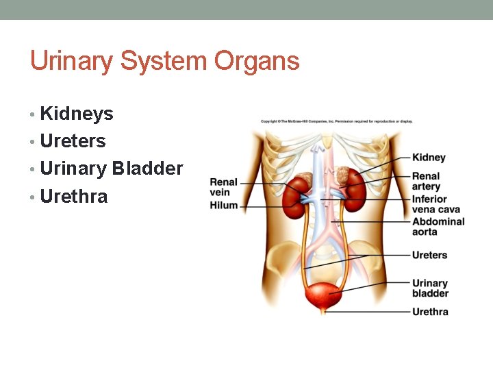Urinary System Organs • Kidneys • Ureters • Urinary Bladder • Urethra 