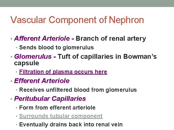 Vascular Component of Nephron • Afferent Arteriole - Branch of renal artery • Sends