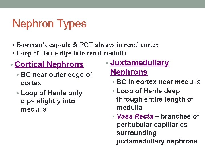 Nephron Types • Bowman’s capsule & PCT always in renal cortex • Loop of