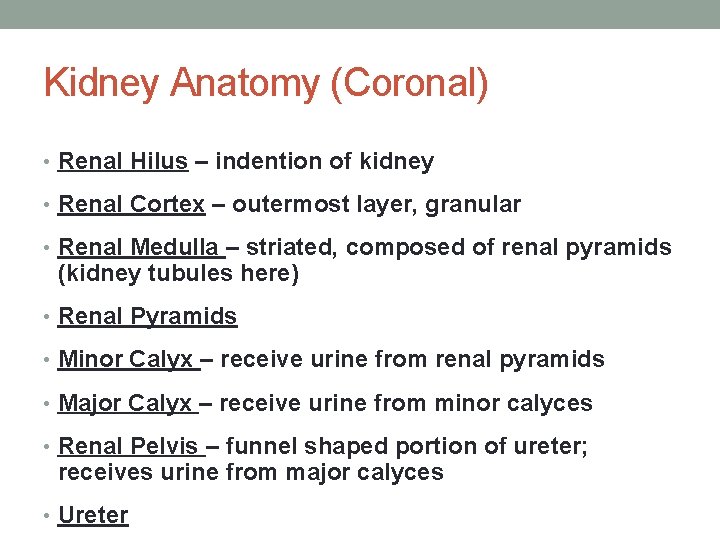Kidney Anatomy (Coronal) • Renal Hilus – indention of kidney • Renal Cortex –