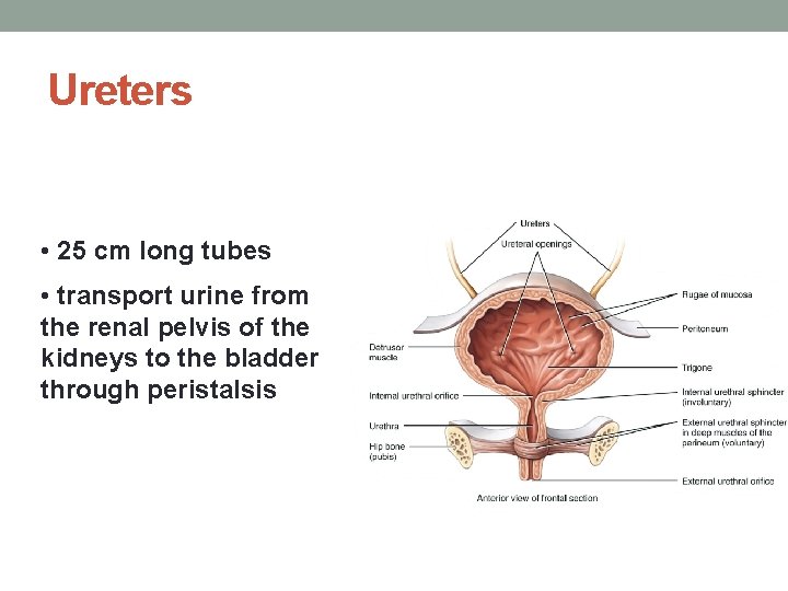 Ureters • 25 cm long tubes • transport urine from the renal pelvis of