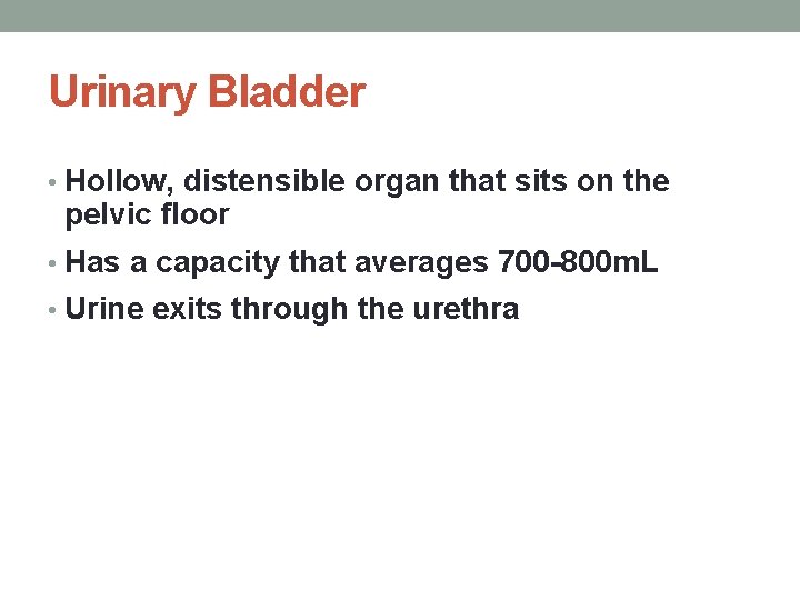 Urinary Bladder • Hollow, distensible organ that sits on the pelvic floor • Has