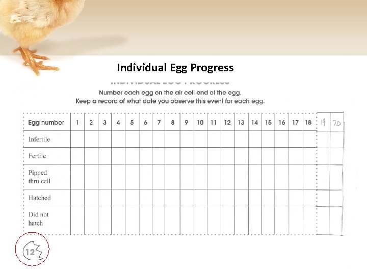 Individual Egg Progress 