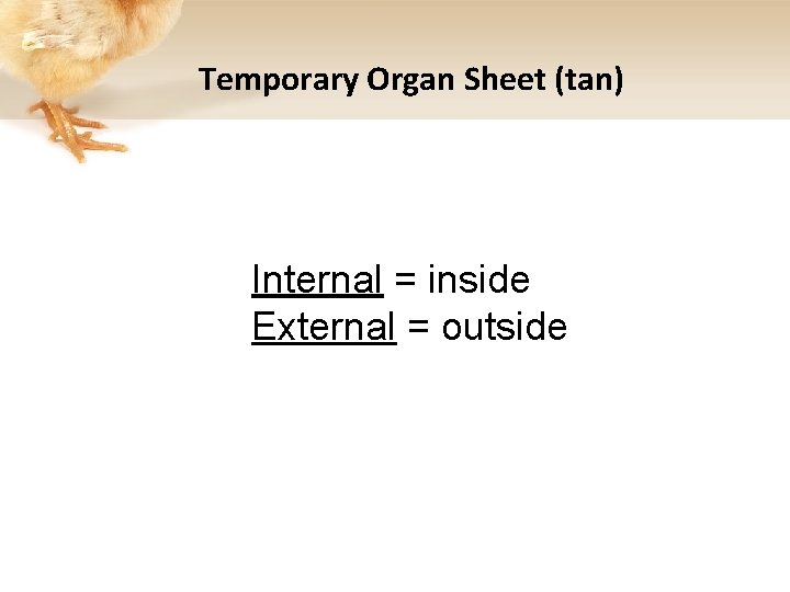 Temporary Organ Sheet (tan) Internal = inside External = outside 