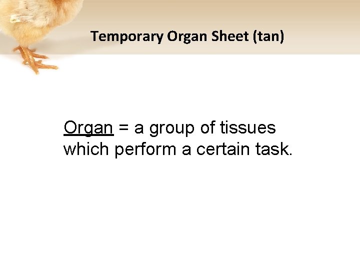 Temporary Organ Sheet (tan) Organ = a group of tissues which perform a certain