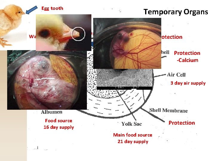 Egg tooth Temporary Organs Two Functions Waste receptacle Respiration (lungs) Protection -Calcium 19 21