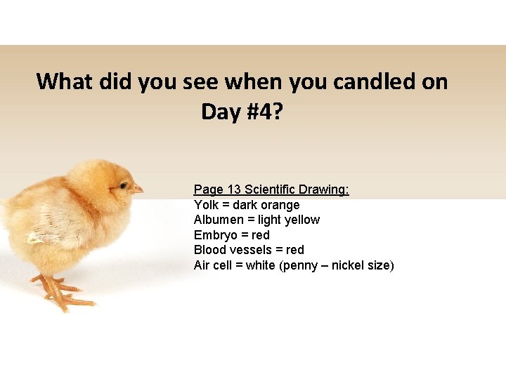 What did you see when you candled on Day #4? Page 13 Scientific Drawing:
