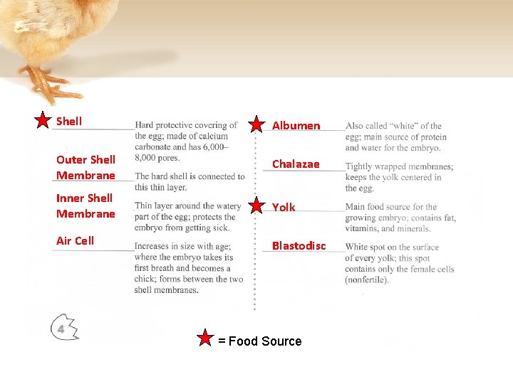 Shell Albumen Outer Shell Membrane Chalazae Inner Shell Membrane Yolk Air Cell Blastodisc =