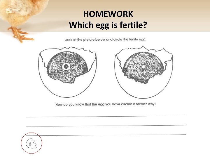 HOMEWORK Which egg is fertile? 