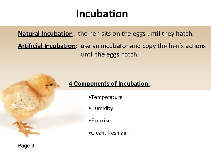 Incubation Natural Incubation: the hen sits on the eggs until they hatch. Artificial Incubation: