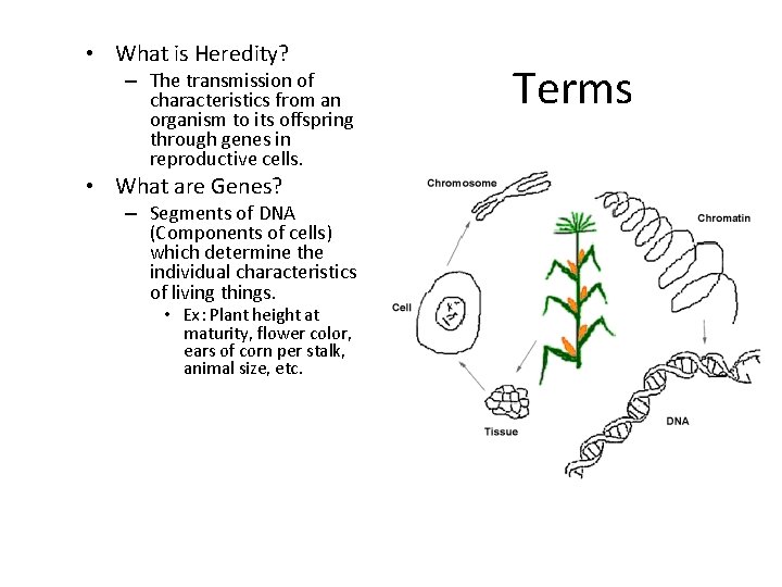  • What is Heredity? – The transmission of characteristics from an organism to