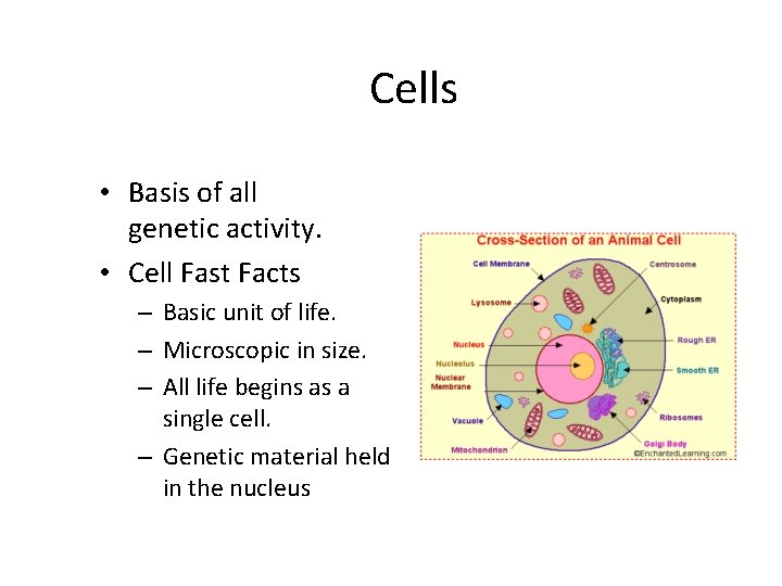 Cells • Basis of all genetic activity. • Cell Fast Facts – Basic unit