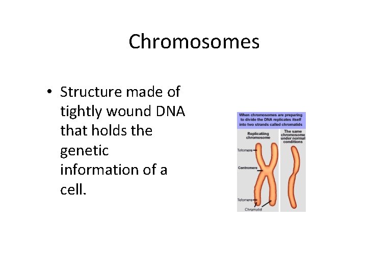 Chromosomes • Structure made of tightly wound DNA that holds the genetic information of