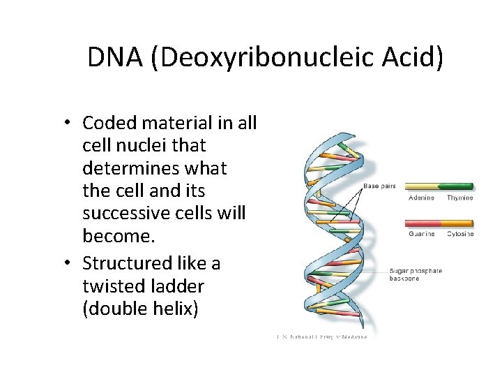 DNA (Deoxyribonucleic Acid) • Coded material in all cell nuclei that determines what the