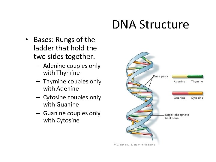 DNA Structure • Bases: Rungs of the ladder that hold the two sides together.