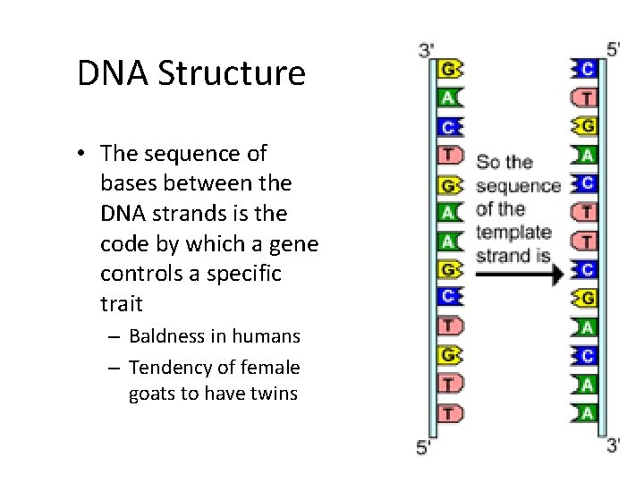 DNA Structure • The sequence of bases between the DNA strands is the code